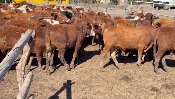 Lote 100 Terneros en Corrientes, San Roque
