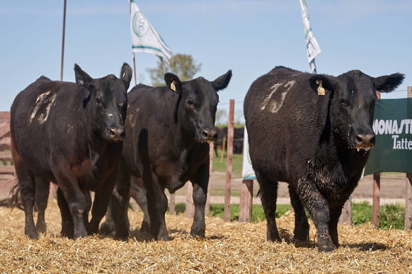 Lote "TRES MOLINOS" VAQUILLAS Con Servicio