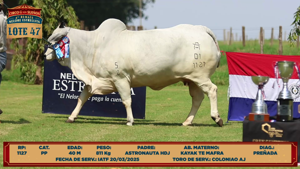 Lote LOTE 47