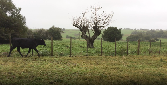 Lote 23 Terneros en Colonia