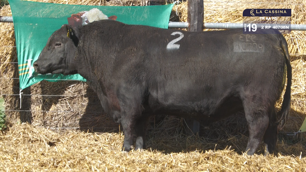 2 40708N — TOROS ANGUS PURO CONTROLADO