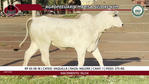 Lote VAQUILLA