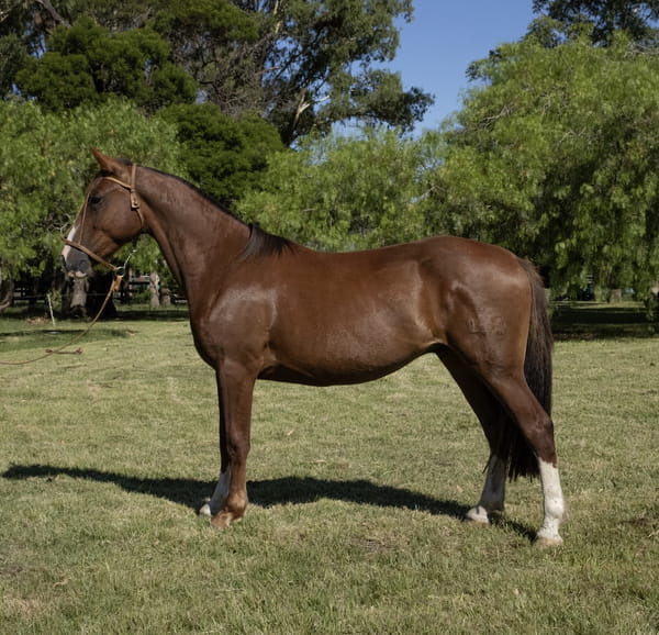 Lote DIAMANTE DEL PORRÚA