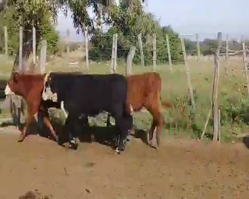 Lote 230 Terneros en Esquina, Corrientes