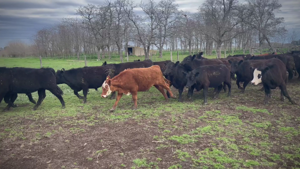 Lote 38 Novillitos en Gral. Paz, Buenos Aires