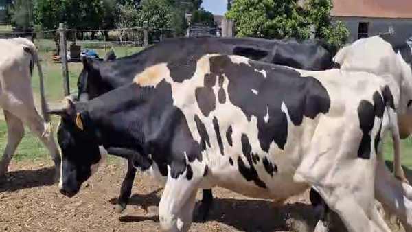 Lote 4 Toros PI / PO / PC, San José