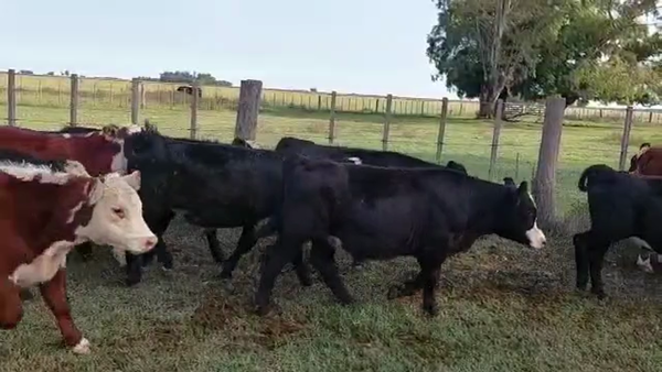 Lote 35 Terneros en Rauch, Buenos Aires