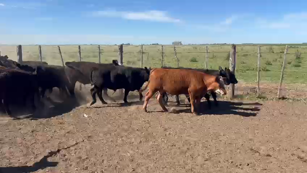 Lote 84 Terneros/as en Chascomús, Buenos Aires