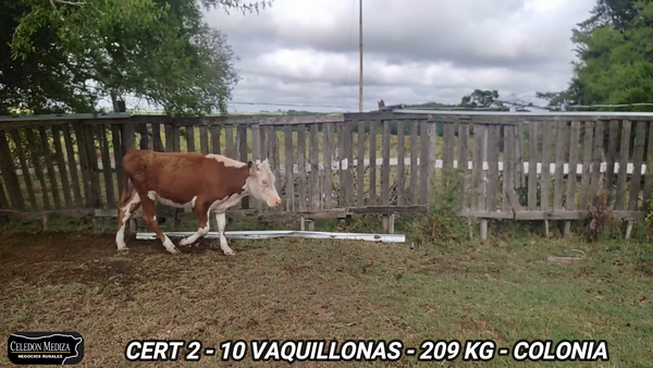 Lote 10 Vaquillonas 1 a 2 años en Estanzuela, Colonia