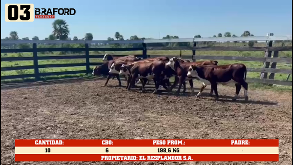 Lote LOTE 3