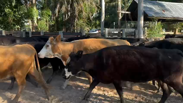 Lote 19 Vacas CUT con cría en Entre Ríos, Concordia