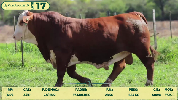 Lote LOTE 17