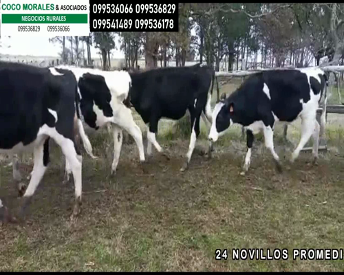Lote 24 Novillos en Monzon, Soriano