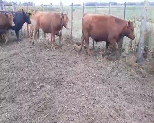 Lote 50 Novillitos en Daireaux, Buenos Aires