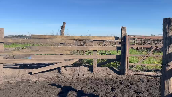 Lote 20 Novillo Gordo en Cabrero, VIII Región Biobío