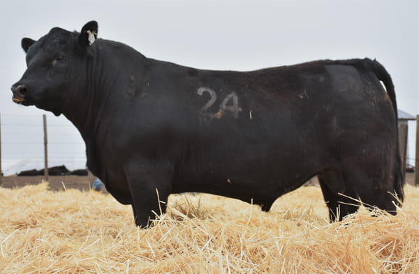 Lote TOROS PC