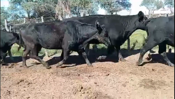 Lote 50 Vacas