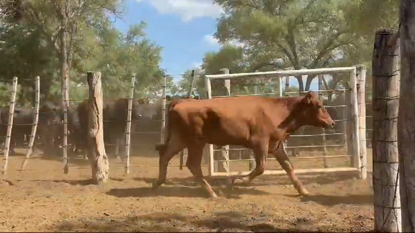 Lote 74 Novillos en Sumampa, Santiago del Estero