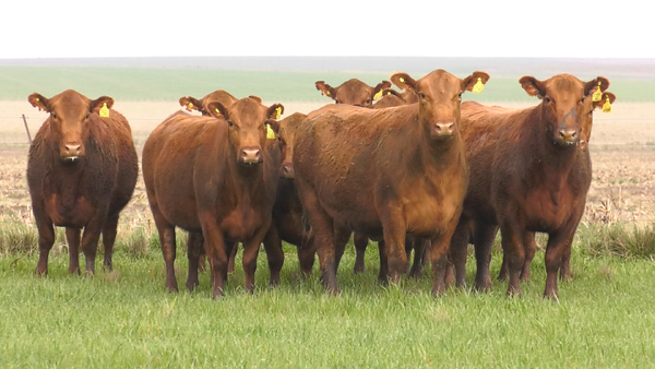 Lote VACAS ANGUS COLORADAS PURAS CONTROLADS C/GTÍA DE PREÑEZ