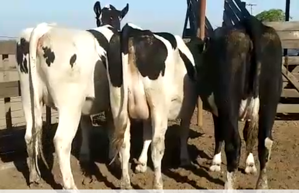 Lote 3 Vaquillonas en Pilar, Santa Fe