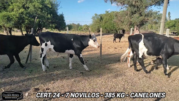 Lote 7 Novillos 1 a 2 años en Canelones