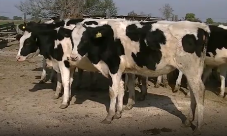 Lote 22 Terneras en Esperanza, Santa Fe