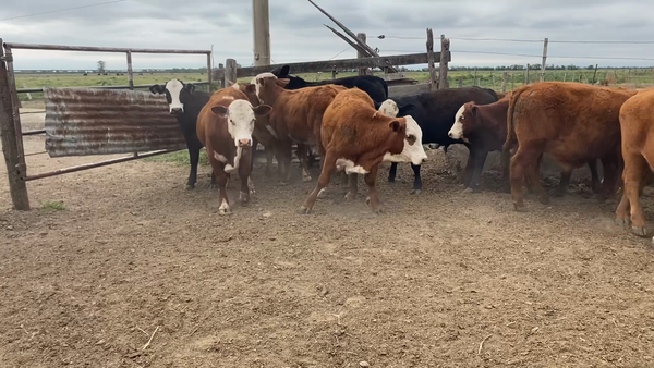 Lote 18 Terneros Británicos en Humberto 1°, Santa Fe