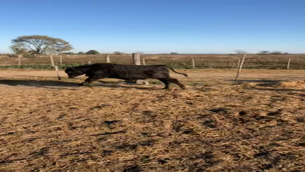 Lote 50 Novillitos Braford, Brangus y sus cruzas en Esperanza, Santa Fe