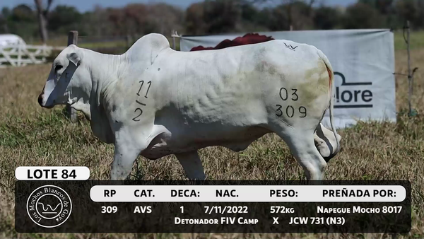 Lote LOTE 84