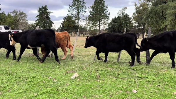 Lote NOVILLOS 1 A 2 AÑOS