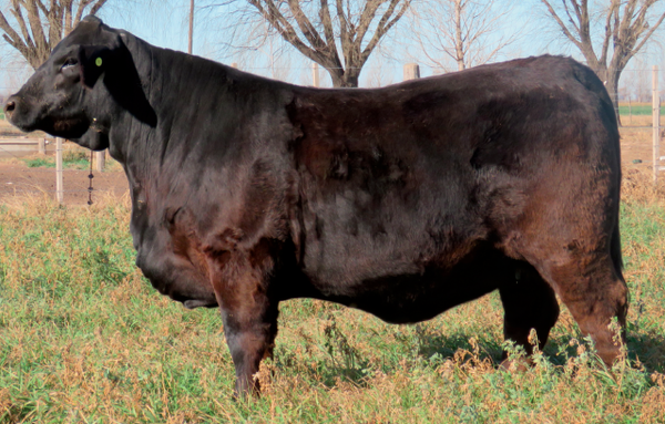 Lote Vaquillonas  Brangus -  Don Pedro