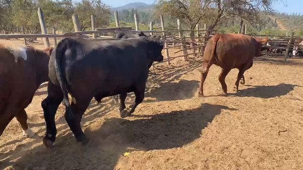 Lote 18 Novillo Gordo en Casablanca, V  Región Valparaíso