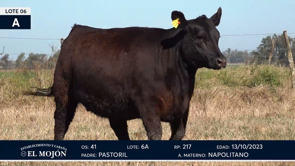 Lote Hembras Puras de Pedigree