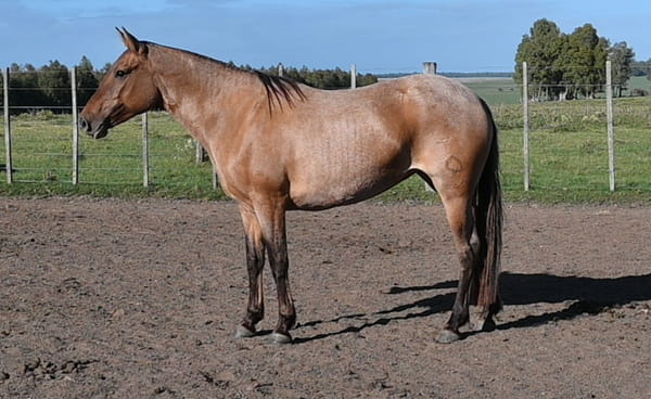 Lote HG MAYONESA