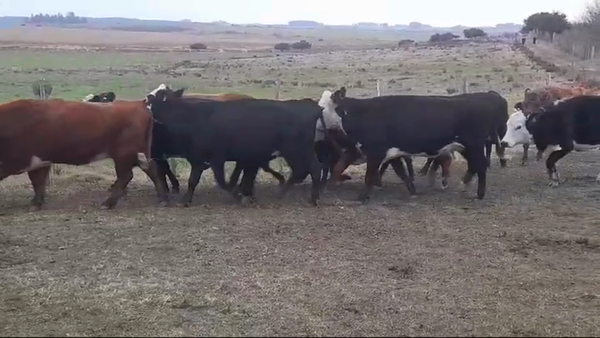 Lote (Vendido)12 Vacas preñadas CRUZAS en MIGUELETE