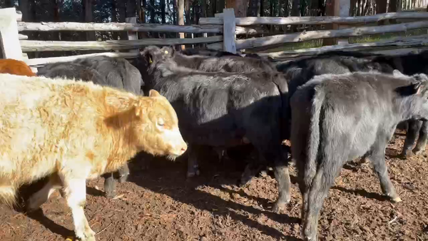 Lote 70 Ternero en Coyhaique, XI Región Aysén