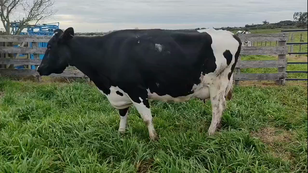 Lote Vaca 600kg - , San José