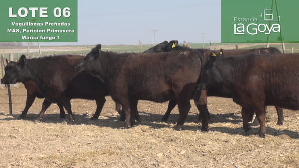 Lote VAQUILLONAS PREÑADAS MAS PARICIÓN PRIMAVERA