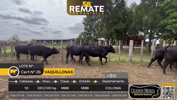Lote 10 Vaquillonas  en  San Pedro, Colonia