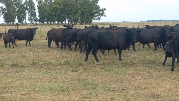 Lote 75 Terneros en Chivilcoy