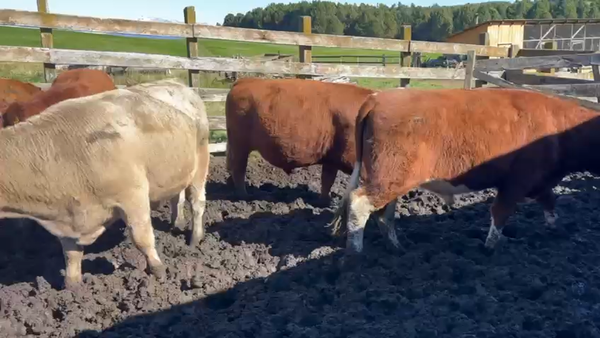  40 Novillo Engorda en Coyhaique, XI Región Aysén