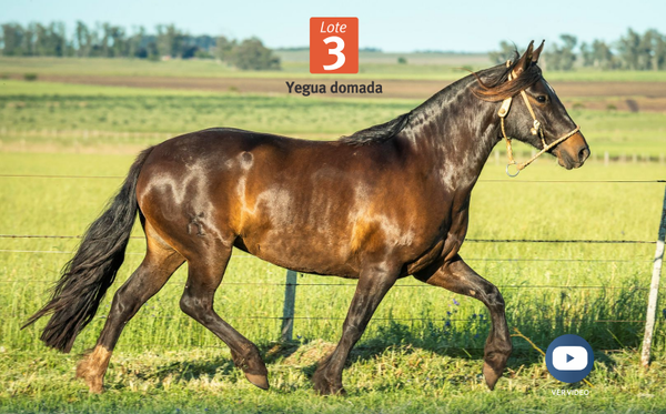 Lote DEL SILENCIO METRALLETA