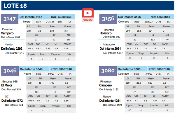 Lote Lote 18