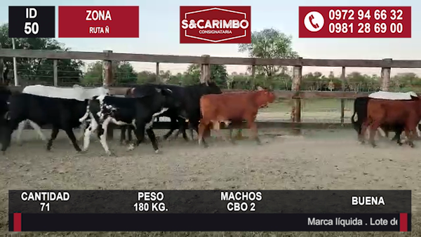 Lote TERNEROS CBO 2