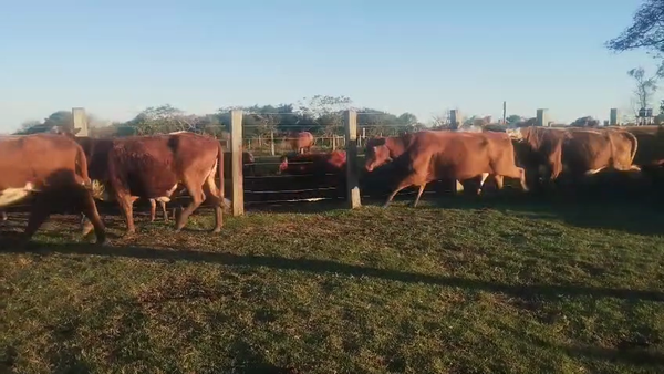 Lote 35 Vacas CUT preñadas