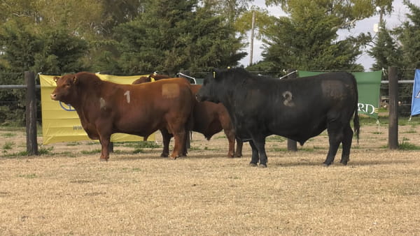 Lote TOROS ANGUS PUROS CONTROLADOS