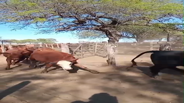 Lote 75 Vaquillonas