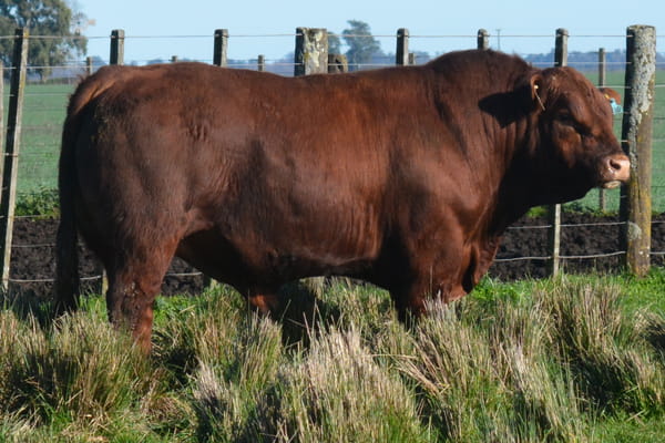 436 — Toros PC