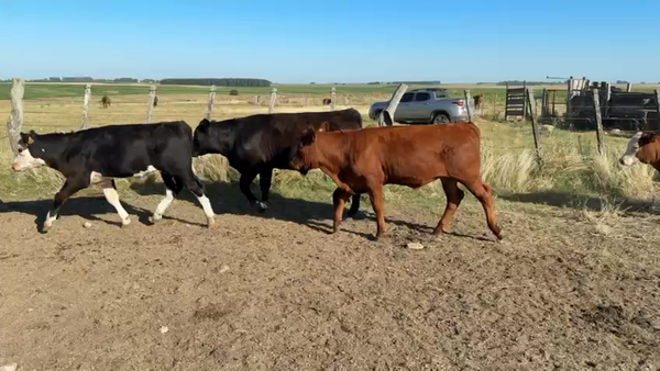 Lote TERNEROS
