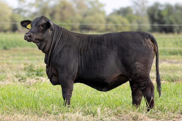 Lote LOTE 22